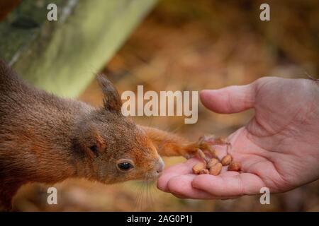 Eurasian Red scoiattolo (Sciurus vulgaris) arrivando a prendere le arachidi da una donna di mano. Foto Stock