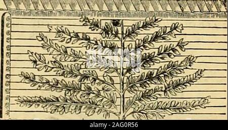 . I giardinieri' cronaca : un settimanale illustrato ufficiale di orticoltura e allied soggetti. BAYLISS, JONES &BAYLISS, i titolari del brevetto e Rlanufacturers di ferro battuto barra continua scherma, ferro ostacoli, filo teso scherma,Campo e cancelli di ingresso. Elementi di protezione per alberi, &c.. Opere di Victoria, Wolverhampton e 3, Crooked Lane. King William Street, Londra, E.C. Cataloghi gratuita su applicazione. Giardino cablaggio a parete.. Stima fornita per il cablaggio di parete su ricevimento di lengih, altezza S;c. Ustf/tl e ornamentale per giardini e conservatori, ferro e filo di lavoro-^archi. Ferro e filo lavoro- Rose recinto o schermo, ho Foto Stock