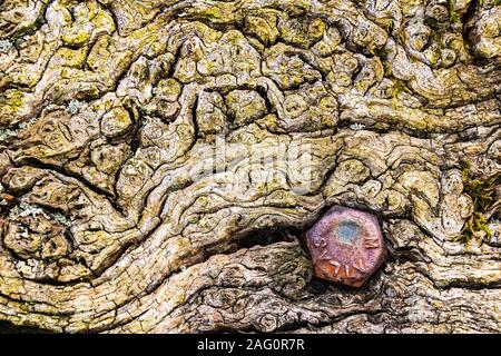 Panca in legno dettaglio. Weathered schienale legno e definizione di erosione con un bullone arrugginito testa. North Devon, in Inghilterra. Foto Stock