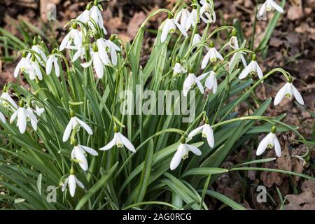 Immagine dettagliata di un piccolo cluster di inizio primavera Snowdrops (Galanthus nivalis) nel febbraio del Sole, grande Torrington, Devon, Inghilterra. Foto Stock