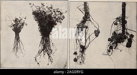 . Germain : [catalogo]. s di erbe shouldhave un posto in ogni giardino. Il loro valore in stagionatura e sapore-ing è ben conosciuto e apprezzato. Deve essere prestata attenzione tcharvest in un giorno asciutto appena prima della loro piena fioritura. Giardino di Angelica (Archangelica officinalis). Anice verde (Pimpinella anisum). Balsamo (Melissa officinalis). Il basilico dolce (Ocymun basilicum). La borragine (borragine officinalis). Carvi (Carum carui). Erba Gatta (Nepeta cataria). Il coriandolo (Coriandrum sativum). Il cumino (Cuminum cyminum). L'aneto (Anethum graveolens). Finocchio dolce (Foeniculum vulgare). Marrubio (Marrubium vulgare). Issopo (Hyssopus officin Foto Stock