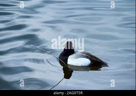 Una minore Scaup waterfowl anatra marcature bello attira l'occhio come esso galleggia sulla superficie dell'acqua. Foto Stock