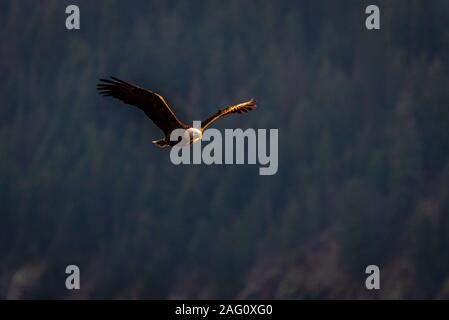 Aquila calva a caccia di sera Foto Stock