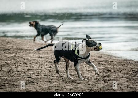 Un marrone e bianco cane shorthaired giocando con una sfera su una spiaggia nei pressi di un lago Foto Stock