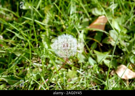 Simeone un paracadute nella forma di un anthodium di tarassaco su uno sfondo di erba verde Foto Stock