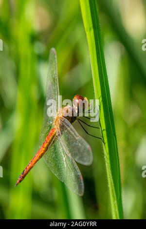 Pantala flavescens (globe schiumarola, globe wanderer o girovagando aliante) dragonfly in appoggio su una paletta di erba nei primi giorni di sole del mattino, Entebbe, Ugand Foto Stock