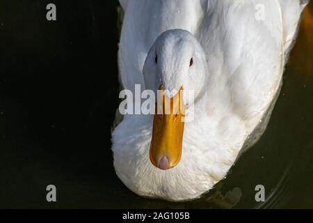 Acquisizione di overhead di bianco american pekin anatra (Anas platyrhynchos domesticus) Foto Stock