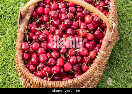 Cesto di vimini posto sull'erba e riempito con belle ciliege rosse Foto Stock