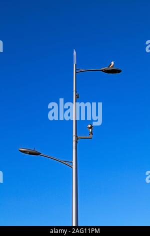 Una lampada posta con due lampade e una telecamera TVCC visto contro un cielo blu. Nonostante la presenza di anti-bird picchi, un gabbiano aringhe è seduto sulla cima di su Foto Stock