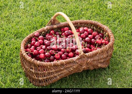 Cesto di vimini posto sull'erba e riempito con belle ciliege rosse Foto Stock