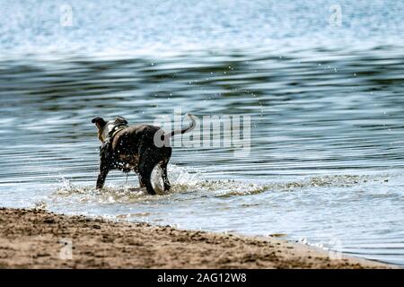 Un cane nero scuotendo il suo corpo in un lago e spruzzi con wateron una giornata di sole Foto Stock