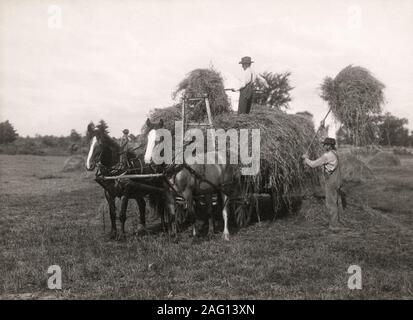 Nei primi anni del XX secolo vintage premere fotografia - gli agricoltori in Canada, c.1920, fieno pitchforking su un carro trainato da cavalli Foto Stock
