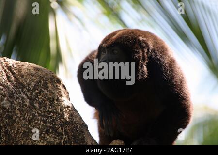 Scimmia urlatrice su un albero in Costa Rica la natura Foto Stock