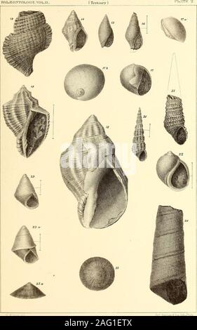 . Paleontologia ... ?. :)" IitK Plwla. Ho [] ho io ? • ! Io! - , La piastra II. Pagina Fig. 13. Ranella Mathewsonii. Dimensione naturale. 8 Fig. 14. Cuma biplicata. Dimensione naturale. 9 La Fig. 15. Ancillaria Fishii. Dimensione naturale. 9 La Fig. 16. Columbella Richthofeni. Ingrandite. 10 Fig. 17. Neverita callosa. Dimensione naturale. 10VISTA della base. 17 a. Vista laterale per mostrare la forma del callo. 17 b. Vista dall'alto. Fig. 18. Cancellaria (Euclia tritonidea). Dimensione naturale. 11 Fig. 19. C. (E) vetusta. 12 ingrandita fino a quasi il doppio di lunghezza naturale. Fig. 20. Bittuim aspertjm. Ingrandite. 12 Fig. 21. Malania Taylori dimensione naturale. 13 Fig. 22. L Foto Stock