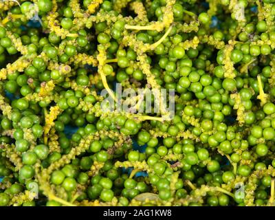 Raccolte di pepe raccolti da vitigni nella provincia di Kampot, Cambogia. Foto Stock