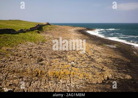 Licheni costiere, compresi Xanthoria parietina, crescente sul davanzale Whin rocce, Northumbria. Foto Stock