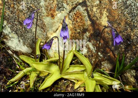 Pinguicula vulgaris (butterwort comune) è un perenne pianta carnivora con una distribuzione circumboreal crescente nelle torbiere e paludi. Foto Stock