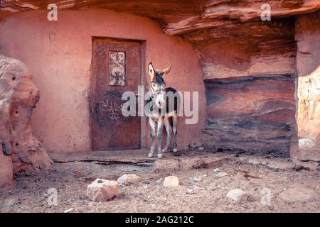 Mulo nell'area di riposo in Petra, Giordania Foto Stock