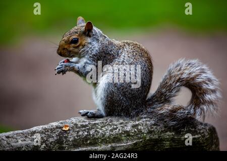 Lo Scoiattolo a York in Inghilterra a mangiare una nocciolina Foto Stock