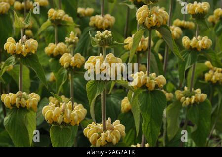 Phlomis fruticosa noto anche come Gerusalemme sage fioritura in giardino Foto Stock