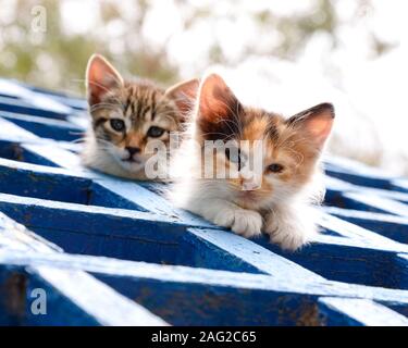 Due simpatici gattini appollaiarsi su un tetto alto guardando la fotocamera Foto Stock