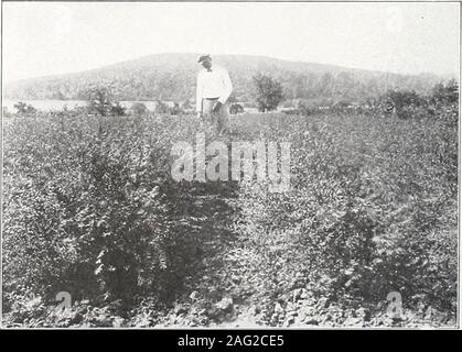 . Commercio all'ingrosso listino prezzi : in autunno e in primavera, 1915-1916. e per 10, EXOCHORDA Grandiflora (Perla Bush) da 1 a 5 ft Saxon S 1 50 3 a 4 ft crosta da 2 a 3 ft Scotti FORSITIA (Golden Bell) da 3 a 4 ft Cuoio Capelluto Mi 25 2 a 3 ft scagliose 18 24 in picaro fortuna), Intermedia, Suspensa, Viridissima GENISTA (Ginestra) 2 anno di eseguire la scansione di 1 2.3 Praecox, Scoparia Andriana, Tinctoria HYDRANGEA, Arborescens Grandiflora (colline di neve) da 2 a 3 ft scarso da 18 a 24 in.. Scape da 12 a 18 nella cicatrice Paniculata Grandiflora da 2 a 3 ft Scarabeo 18 24 in scarse 12-18 in spaventare P. G. Modulo albero da 3 a 4 ft sciarpa 2 .50 2yi a 3 ft Scathe 2 25 Querclfolf Foto Stock