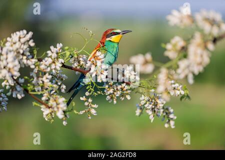 Uccello del paradiso si trova tra molla albero fioritura Foto Stock