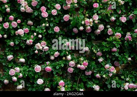 Rosa Pierre de Ronsard,rosa eden,rosa MEIviolin, rambler,sconnesso, scalata, scalatore,rosa bianco fiori,fioritura,fragrante,profumato,RM Floral Foto Stock