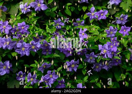 La clematide perle d'azur,azzurra,dazure,blu pallido fiori,scalatori,scalatore, scalata, piante perenni,,fiore,fioritura,RM Floral Foto Stock