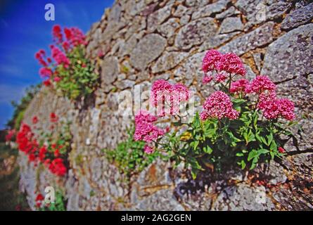 Isole del Canale. Guernsey. Herm. Close up di rosso fiori di valeriana crescente sul lato della parete di granito. Foto Stock