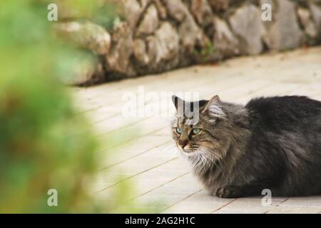 Capelli lunghi grigio tabby cat posa sul pavimento Foto Stock