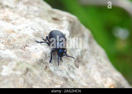 Italian sanguinosa naso-beetle (Timarcha nicaeensis italica) individuato vicino a Terracina, Italia. Close up macro shot. Foto Stock