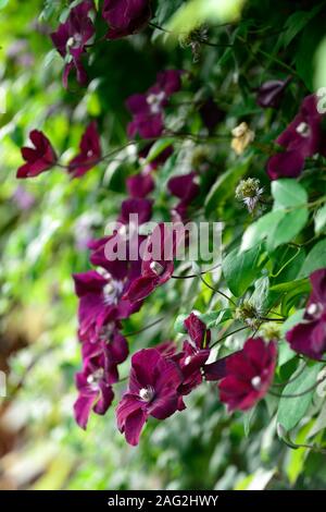 Clematis Niobe,vino rosso borgogna,fiore,fiori,scalatore, scalata, trellis,frame,supporto,coperchio,coperto,profusione,RM Floral Foto Stock