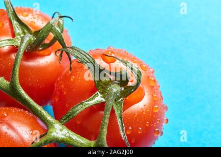 Primo piano della wet lucido freschi pomodori rossi sullo stelo con foglie e gocce di acqua su fondo azzurro con spazio di copia Foto Stock