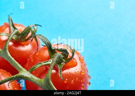 Primo piano della wet lucido freschi pomodori rossi sullo stelo con foglie e gocce di acqua su fondo azzurro con spazio di copia Foto Stock