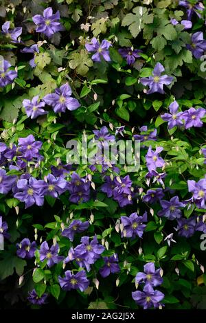 La clematide perle d'azur,azzurra,dazure,blu pallido fiori,scalatori,scalatore, scalata, piante perenni,,fiore,fioritura,RM Floral Foto Stock