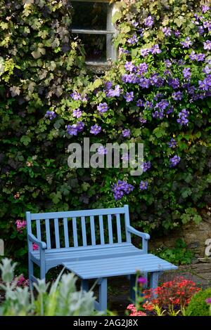 La clematide perle d'azur,azzurra,dazure,blu pallido fiori,scalatori,scalatore, scalata, piante perenni,,fiore,fioritura,posto blu,poltrone,panchina,Garden includono Foto Stock