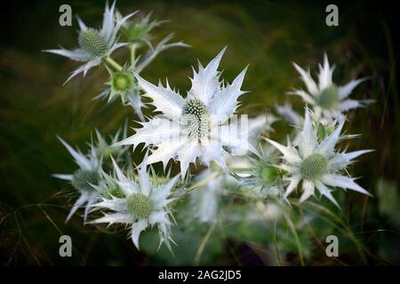 Eryngium giganteum Miss Willmotts Ghost,Silver Ghost,fiore d'argento,l'erba,erbe,mare holly,mare hollies,fioritura,mix,miscelati, Foto Stock