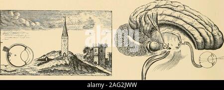 . Alcuni apostoli di fisiologia : essendo un conto della loro vita e della loro fatiche, fatiche che hanno contribuito al progresso della tecnica di guarigione nonché per la prevenzione delle malattie. Il substanceof il cervello solo all'ingresso alla sua ventricoli, e in questa situazione le arterie mantengono un elevato numero di minuscoli pori o fori attraverso i quali il più sottili particelle di theblood può fluire in questa ghiandola, ma che sono così strette che impediscono il loro passagethrough di grosser particelle. [Egli dà un notevole figura del rettilineo courseof arterie alla ghiandola.] . . Le arterie Foto Stock