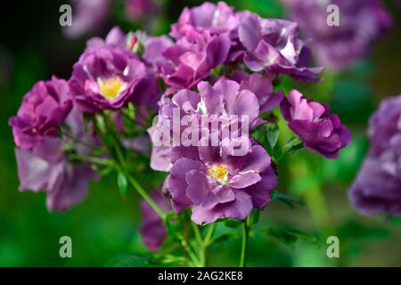 Rosa Rhapsody in Blue,frantasia,rosa, viola, fiori, fiori, bloom, fioritura ,arbusto, arbusti ,floriferous ,RM Floral Foto Stock