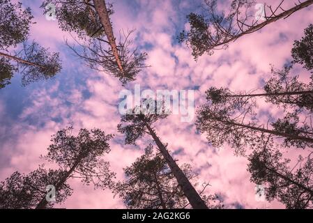 Guardando in alto in una foresta di pini con estate cielo. Tonica in rosa. Foto Stock