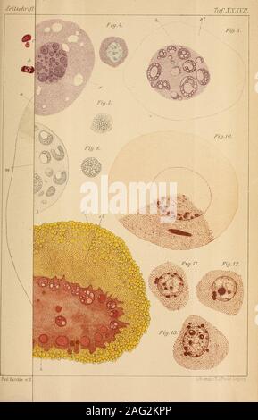 . Zeitschrift für wissenschaftliche Zoologie. lischnjl /:wiss.Z()()lo(ji( B( Fiy.1. Fzc,.2. TcLfixxn m. La Fig.12. Fz^q. 15. Ii % Jö. CL h Fig.2]. m -chke ef. E.Roh de d^l srhnß lAdss.XoohiiU ß/.l.XXm. lafXXXVI. Piy:!. ^W^- Fig4. Fig.S. Fig.6. Fi,,.?. Fiy.8. Fiq.S. Fig.W. Fig. 11. FTg.l?. Fig.lS. Fig. I4-. Fig. 15 Fig. 16. La Fig.17. Fig.lö. Fig. 19. tig.2i).. Foto Stock