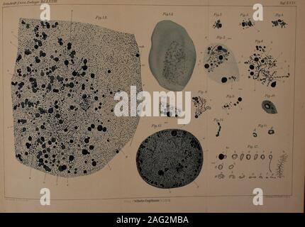 . Zeitschrift für wissenschaftliche Zoologie. Fi^.SS. Inn 1 Fig.JO.Fig.11. Im d c f g ^ s ? -V.;..-. lischnjl /:wiss.Z()()lo(ji( B( Fiy.1. Fzc,.2. TcLfixxn m. La Fig.12. Fz^q. 15. Ii % Jö. CL h Fig.2]. m -chke ef. E.Roh de d^l srhnß lAdss.XoohiiU ß/.l.XXm. lafXXXVI. Piy:!. ^W^- Fig4. Fig.S. Fig.6. Fi,,.?. Fiy.8. Fiq.S. Fig.W. Fig. 11. FTg.l?. Fig.lS. Fig. I4-. Fig. 15 Fig. 16. La Fig.17. Fig.lö. Fig. 19. tig.2i). Foto Stock