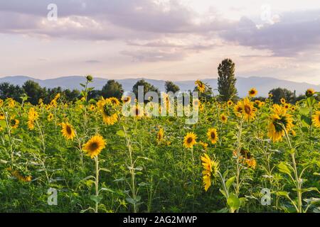 Campo di girasoli in fiore nella valle Alazani vicino a Kvareli città, su una strada che conduce al Monastero di Nekresi. Regione di Kakheti, Georgia. Foto Stock