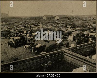 . La storia di mais e la migrazione verso ovest. e che withinless di mezzo secolo Chicago sarebbe diventato carne thegreatest center in tutto il mondo, che la carne di maiale-Industria di imballaggio si sarebbe mossa da Cincinnati toChicago e diventare la principale industria di thatcity, e che l'Europa avrebbe acquistato milioni di poundsof carne annualmente da Chicago Packers. Negli anni cinquanta vi erano una mezza dozzina di stock yardslocated in varie sezioni di Chicago, ma a thattime Cincinnati era ancora il centro della carne-Industria di imballaggio. Vi è stata scarsa richiesta thenfor il bestiame bovino e porci ricevuto al Chicagoyards, e s Foto Stock