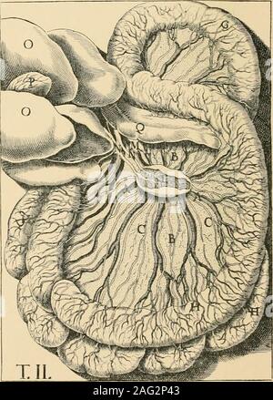 . Alcuni apostoli di fisiologia : essendo un conto della loro vita e della loro fatiche, fatiche che hanno contribuito al progresso della tecnica di guarigione come pure per la prevenzione della malattia. Il pancreas ASELLI (l) e (LACTEALS lCONVERGING. ASELLIS figura mostra LACTEALS PASSINGTO il fegato. FOLKESTONE e Dieppe non sono così distanti-l'uno il luogo di nascita di Harvey, l'altro di Jean PECQUET (1622), thediscoverer del receptaculum chyli e la sua continuazione come thethoracic condotto. Pecquet ha annunciato la sua scoperta nella sua Experimenta hock Foto Stock