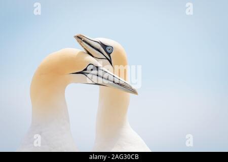 Primo piano di due uccelli gannet settentrionali con una luce sfondo blu Foto Stock