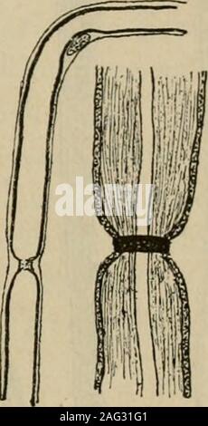 . Lehrbuch der Gewebelehre; mit vorzugsweiser Berücksichtigung des menschlichen Körpers. rungen des Nervenmarkes lei-vorrufen (alcol, Säuren), das raschereEindringen an den eingeschnürten Stellenconstatiren kann, così dass meistens aufeine kurze Strecke diesseits und jenseitsdes Schnürringes sowohl die SchwannseheScheide als auch der Axncylinder deutlicher als anderswo hervor-tritt (Fig. 21 B). Unter der Bezeichnung Hornseheiden haben Kühne und Ewald einNetzwerk von feinen Fädchen beschrieben, welches einerseits zwischenSchicannscher Scheide und Nervenmark, andererseits zwischen demletzteren Foto Stock