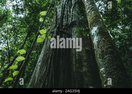 Tiro ad angolo basso di alberi di pino longleaf che crescono in un verde foresta Foto Stock