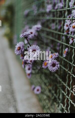 Immagine verticale di alcuni piccoli fiori viola su una recinzione Foto Stock